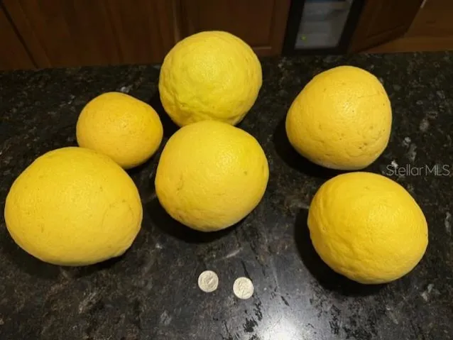 Ponderosa lemons harvested from the lemon tree in the backyard. Quarters for size reference.