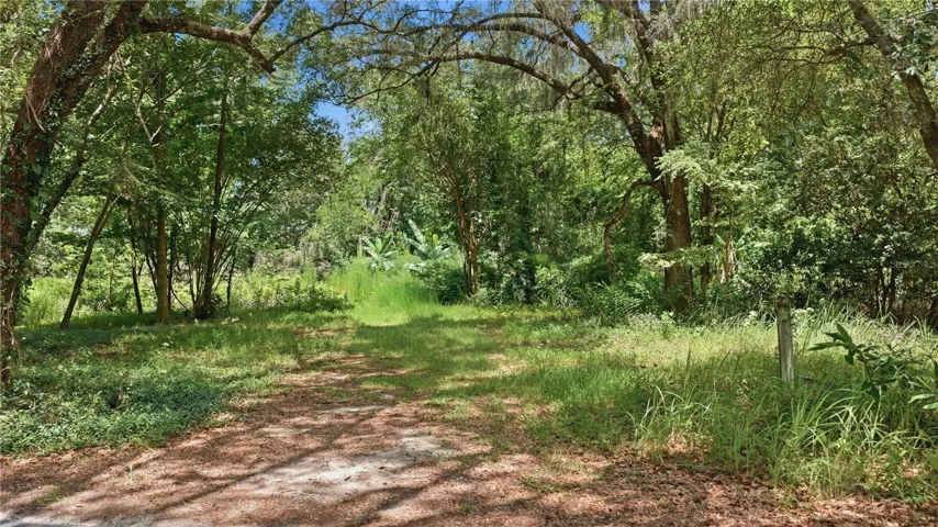 Grazing Space and Mature Oaks