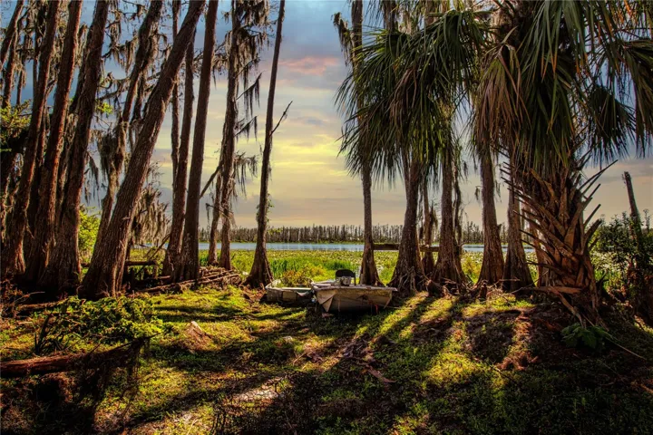 The Cypress Trees of Lake Carlton