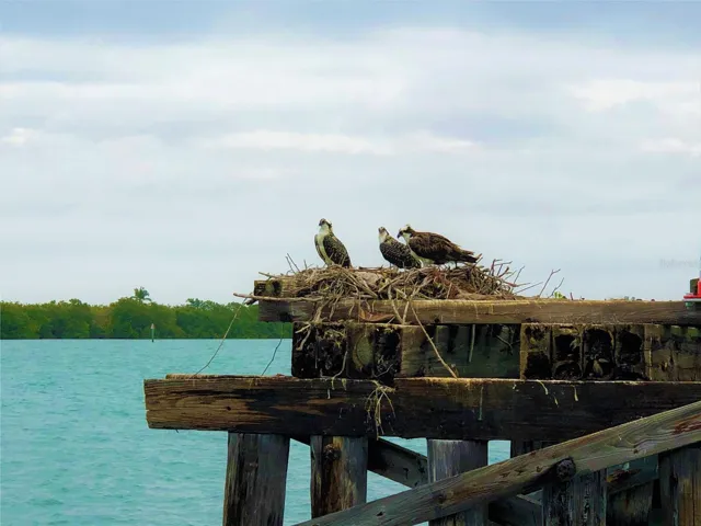Osprey Family