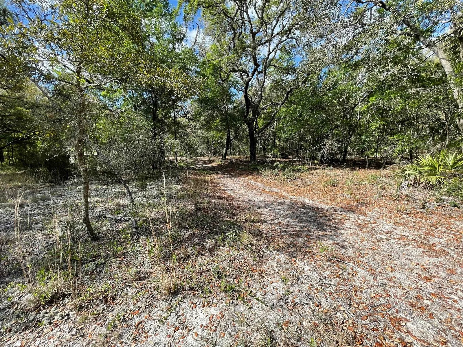 Access to the Goethe Forest on the back of the property