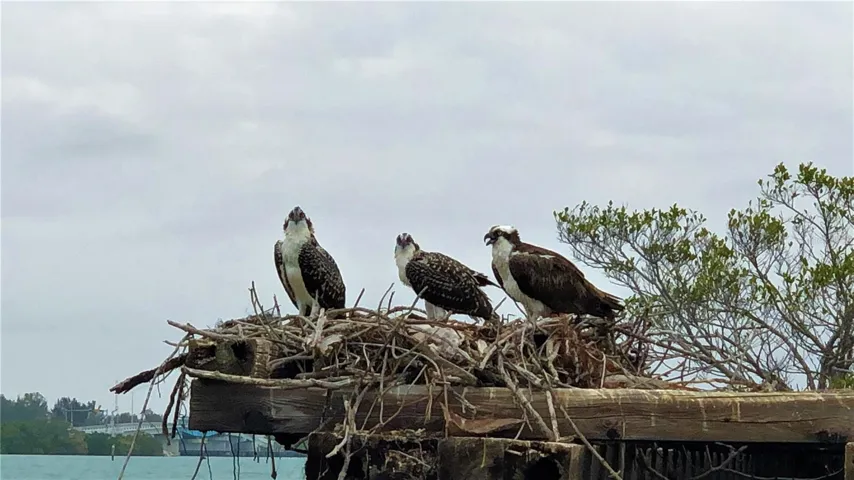 Osprey siblings
