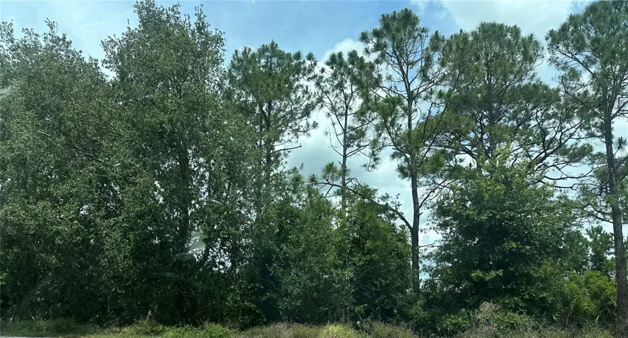 Wooded area from Road.