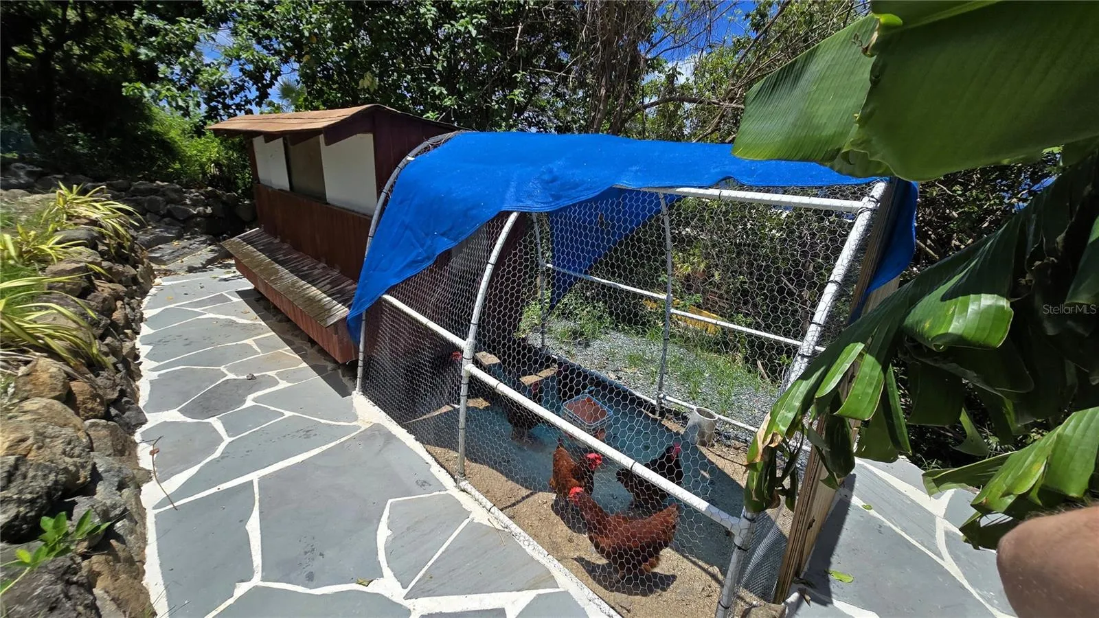 Chicken Coop Chicken Coop