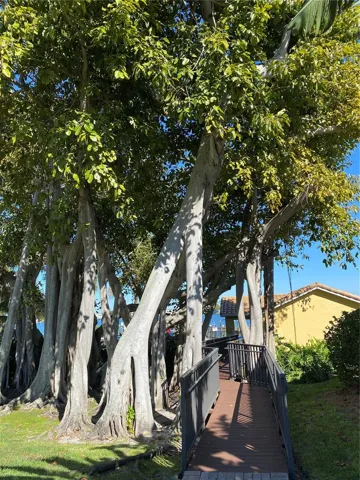 Walkway under the Banyan tree to the pool and waterfront