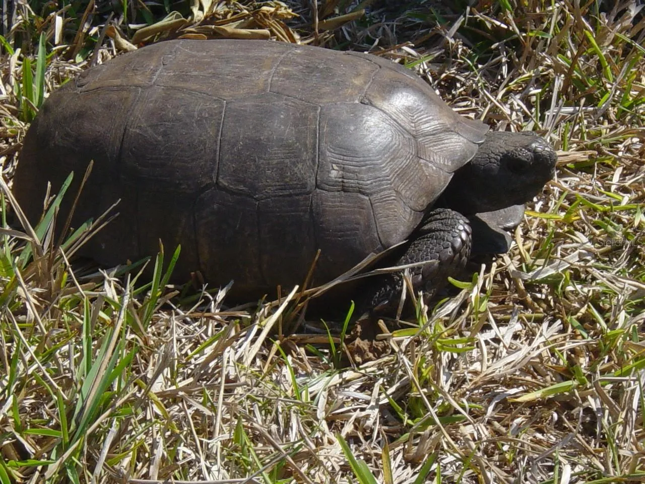 Gopher tortoise
