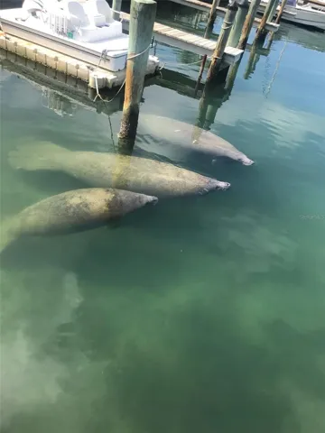 Manatee at the docks
