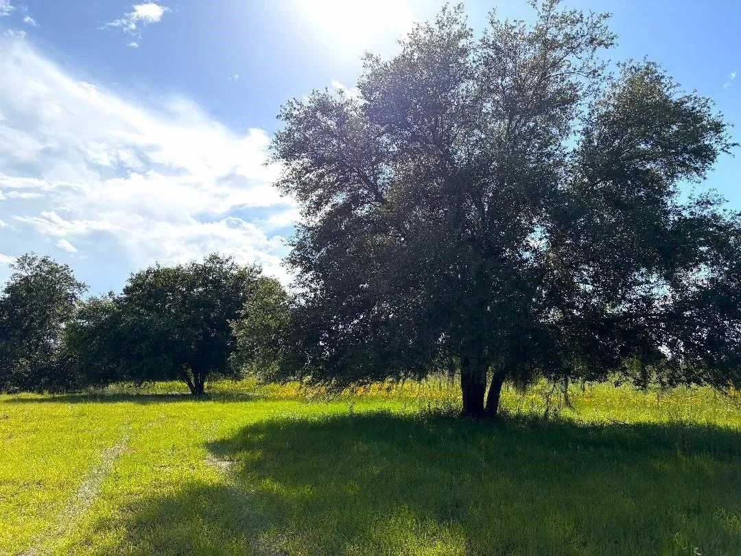Rear Clearing with a sprinkling of mature oaks