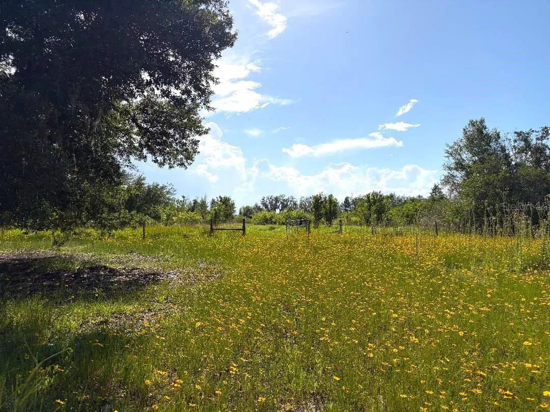 Rear Clearing looking beyond to the back 2-3 acres