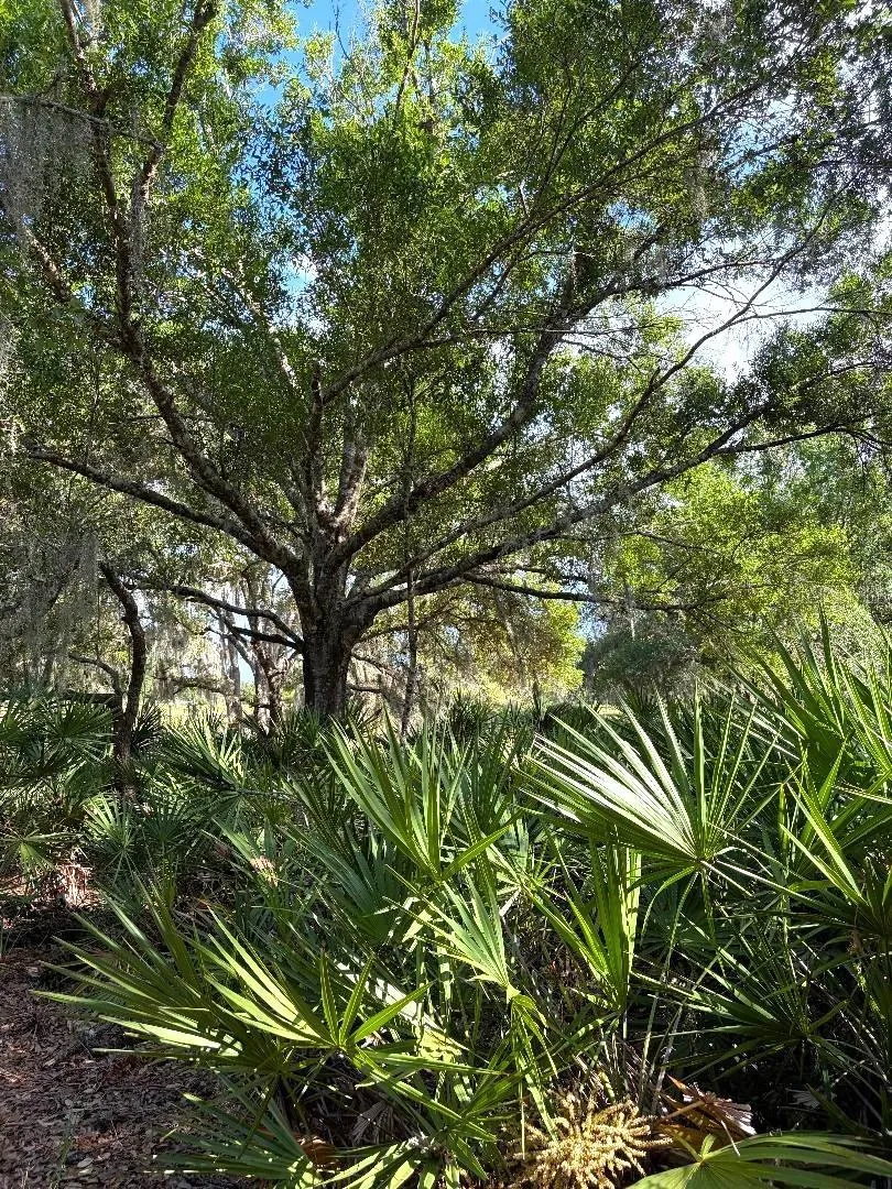The treed canopy section--old Florida at its best!