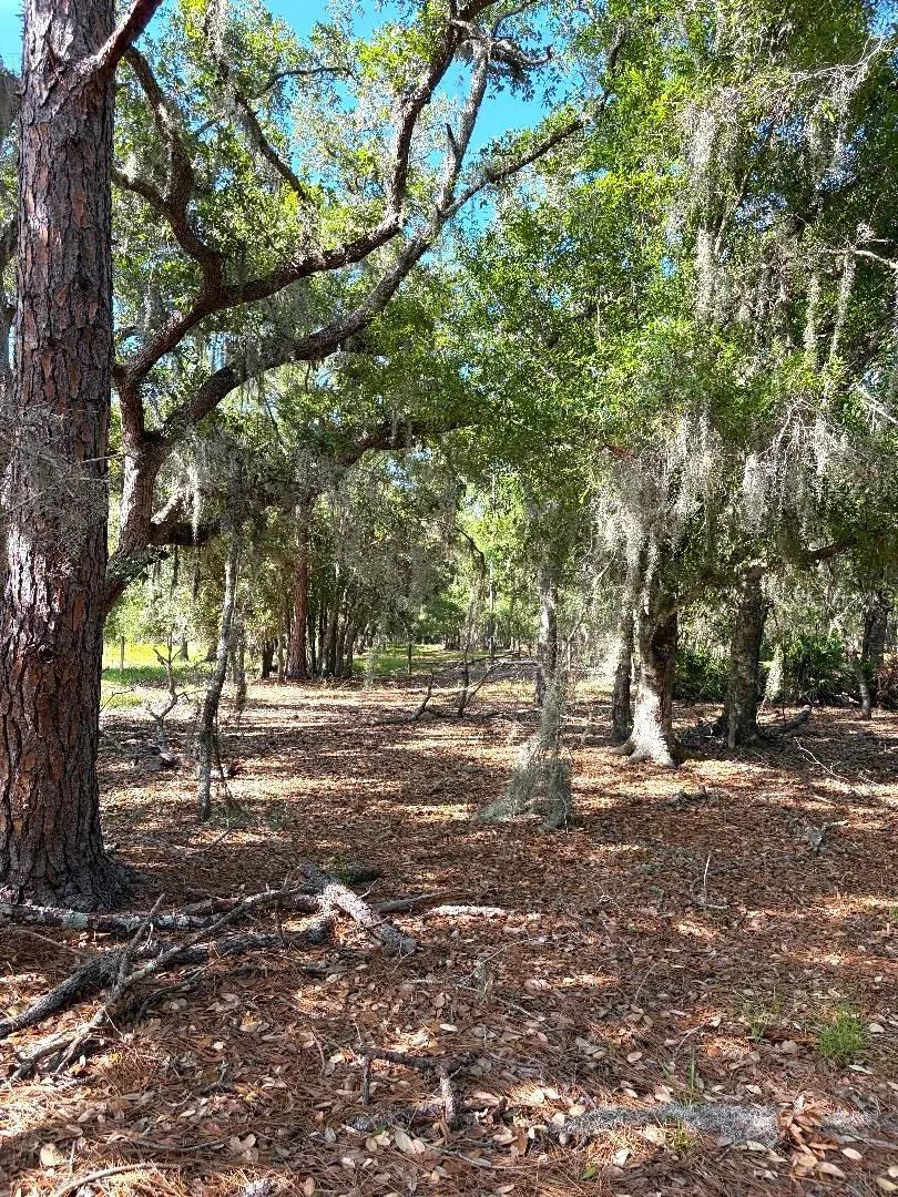 The treed canopy section--old Florida at its best