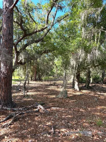 The treed canopy section--old Florida at its best