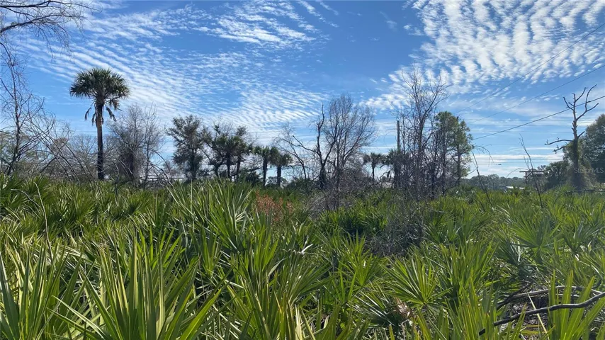 View from property looking toward Sr 415