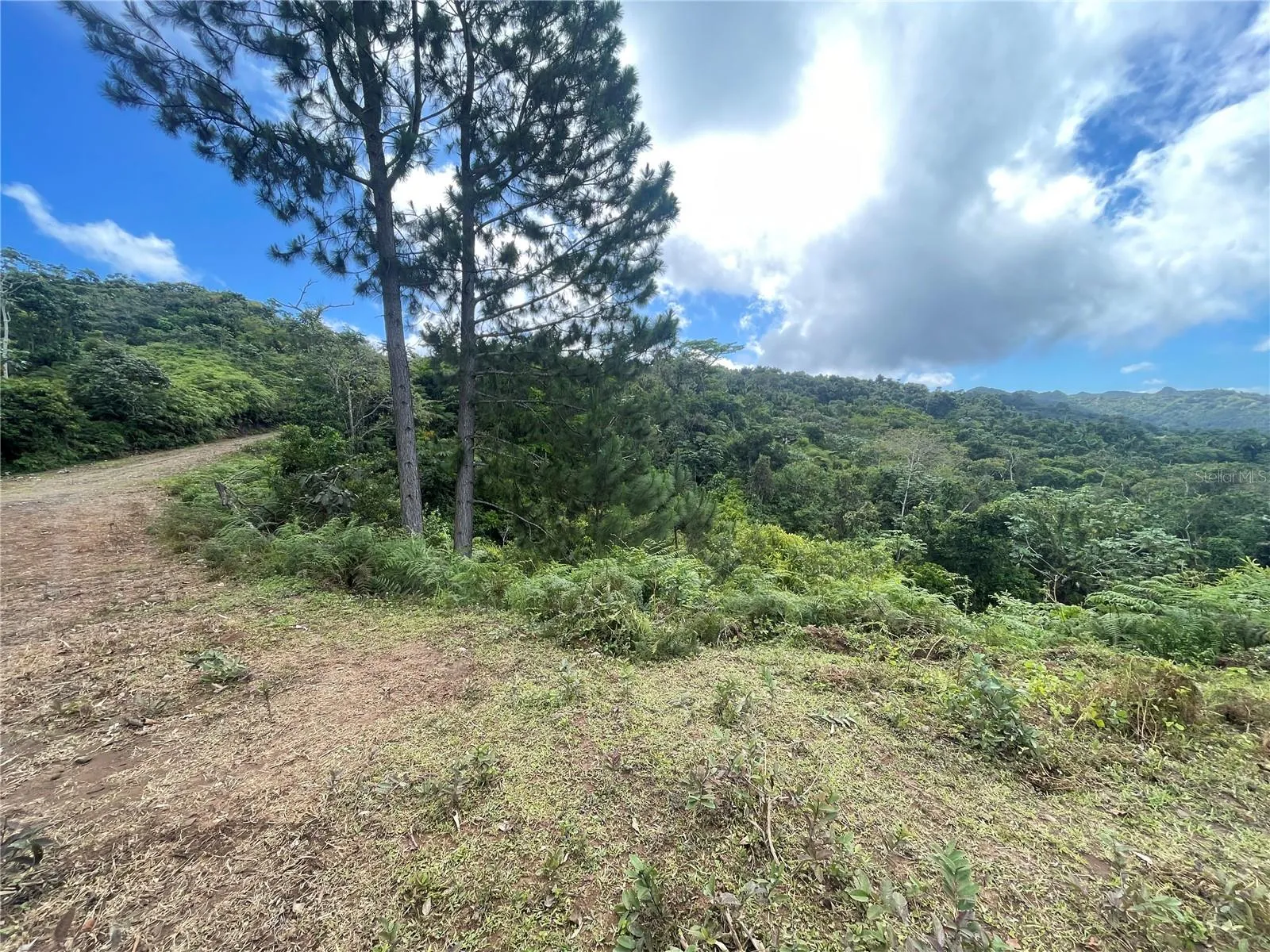 Paths within the property