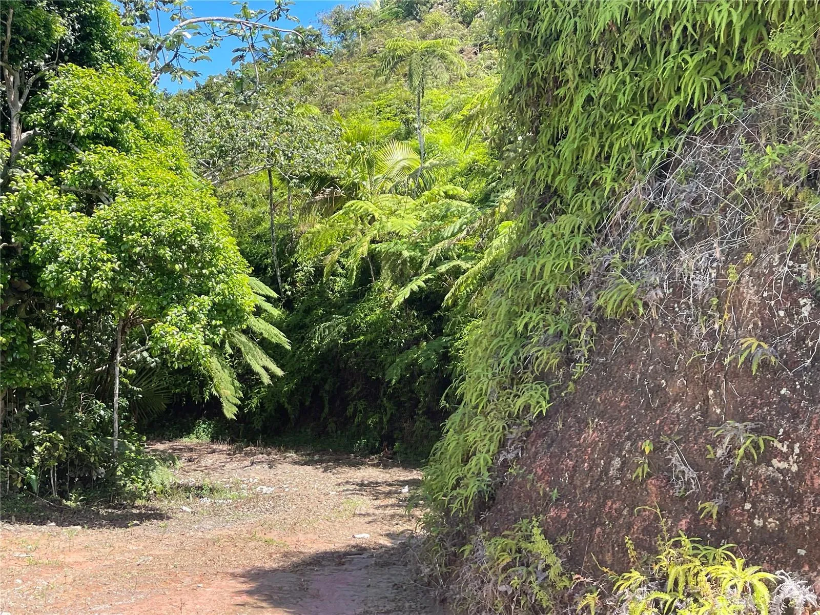 Paths within the property