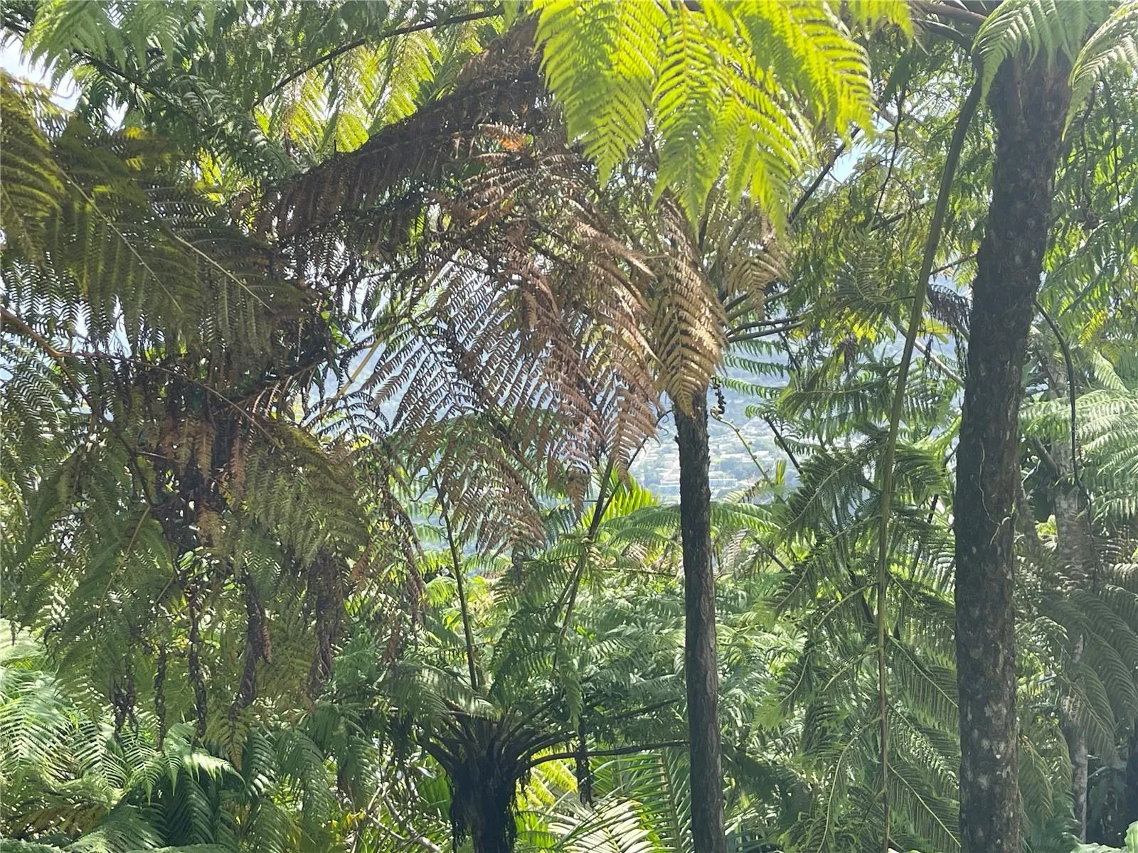 Fauna and flora