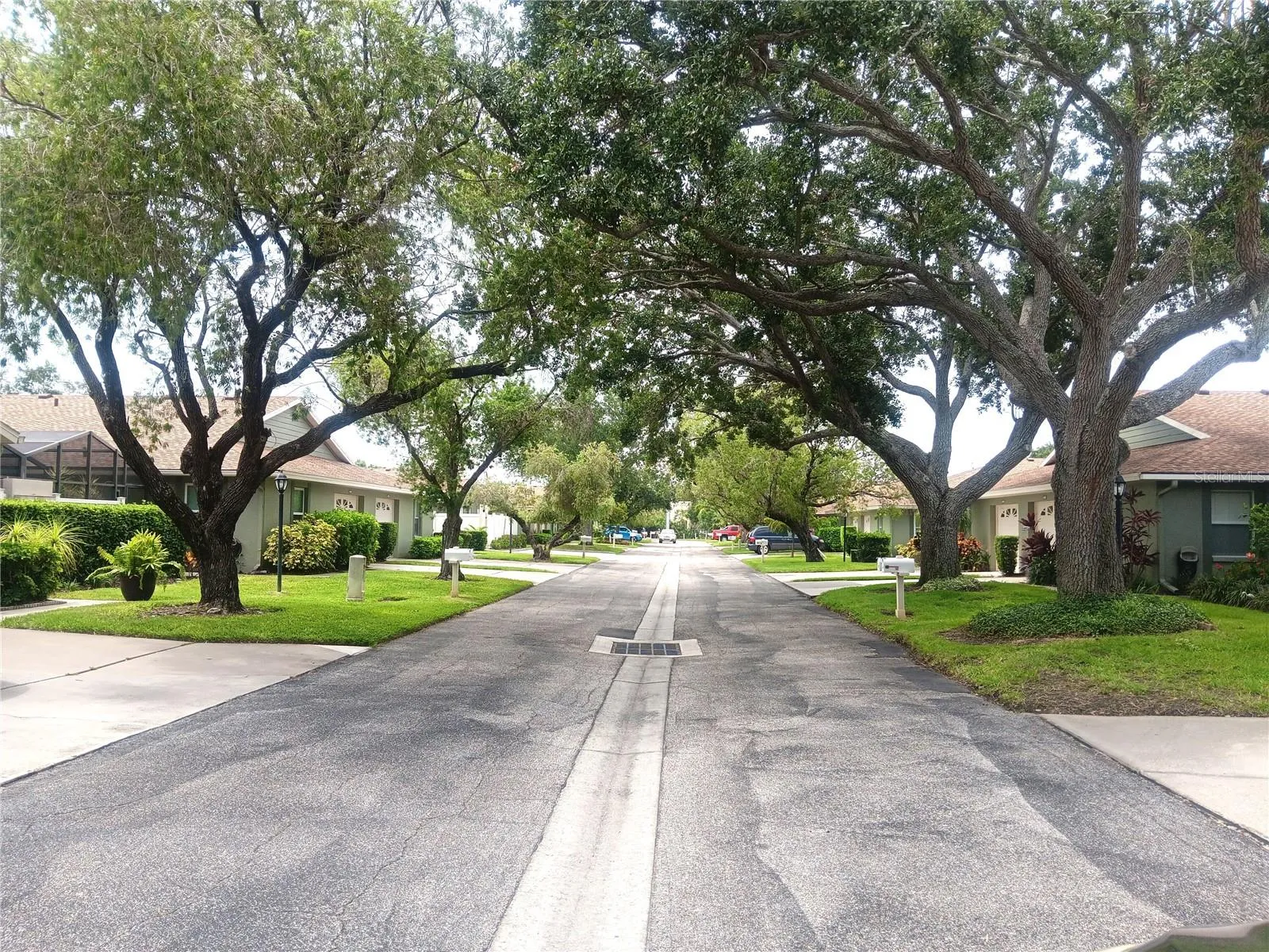 More of your tree-lined road home.