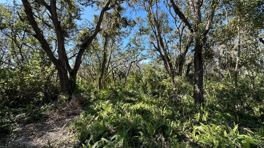 Wooded Four Plus Acres in popular Palm Harbor Florida