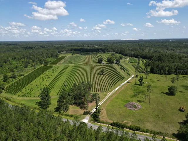 AERIAL PHOTO-TREE FARM