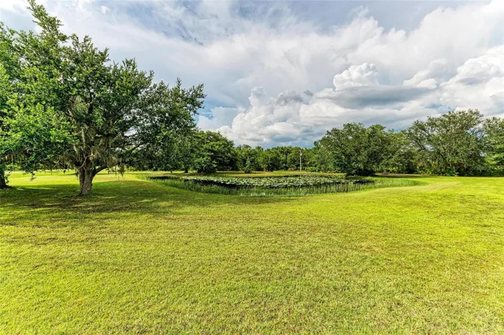 Beautiful Mature Oaks