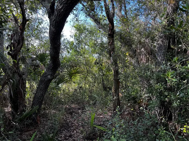 One of several oak clad areas on the 10 acres.