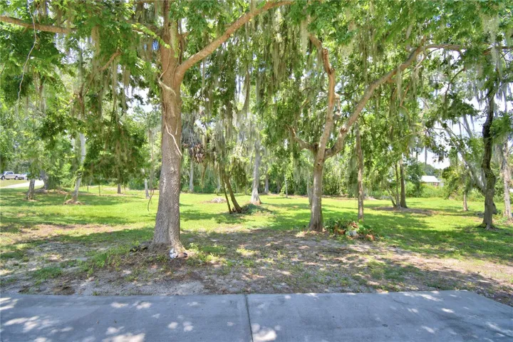 Mature Trees