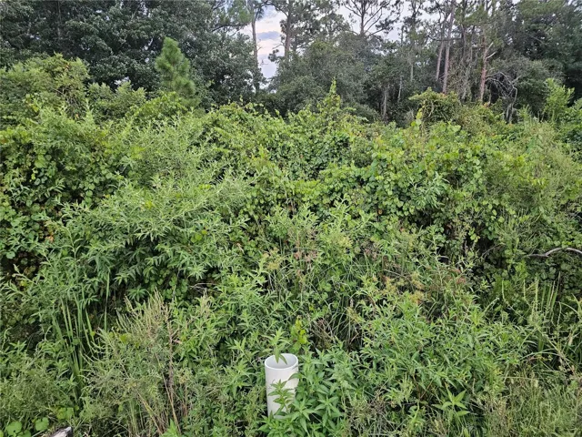 Wooded lot, house across the lot.