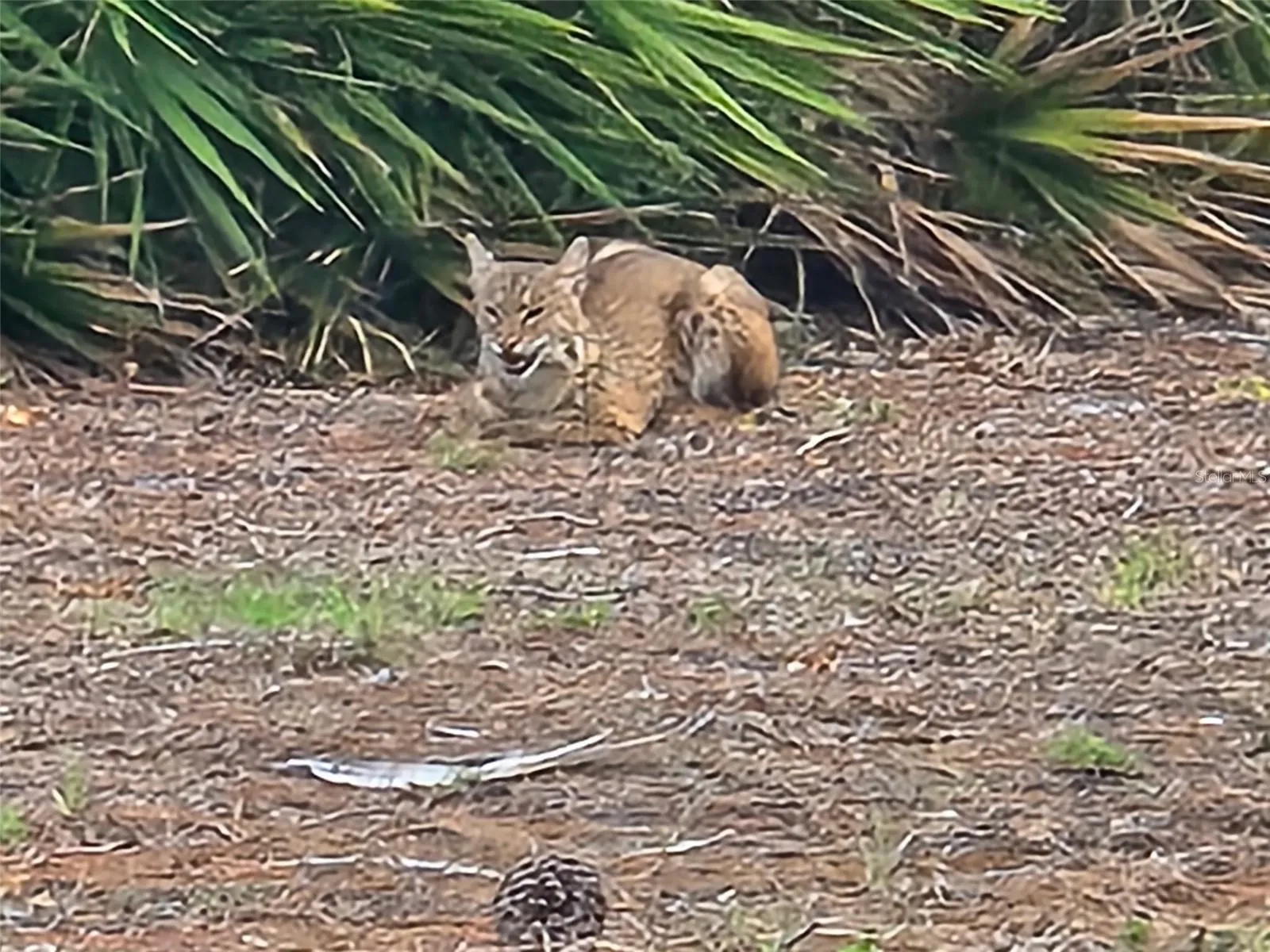 One of a few of the "locals" that live in Rolls Landing!