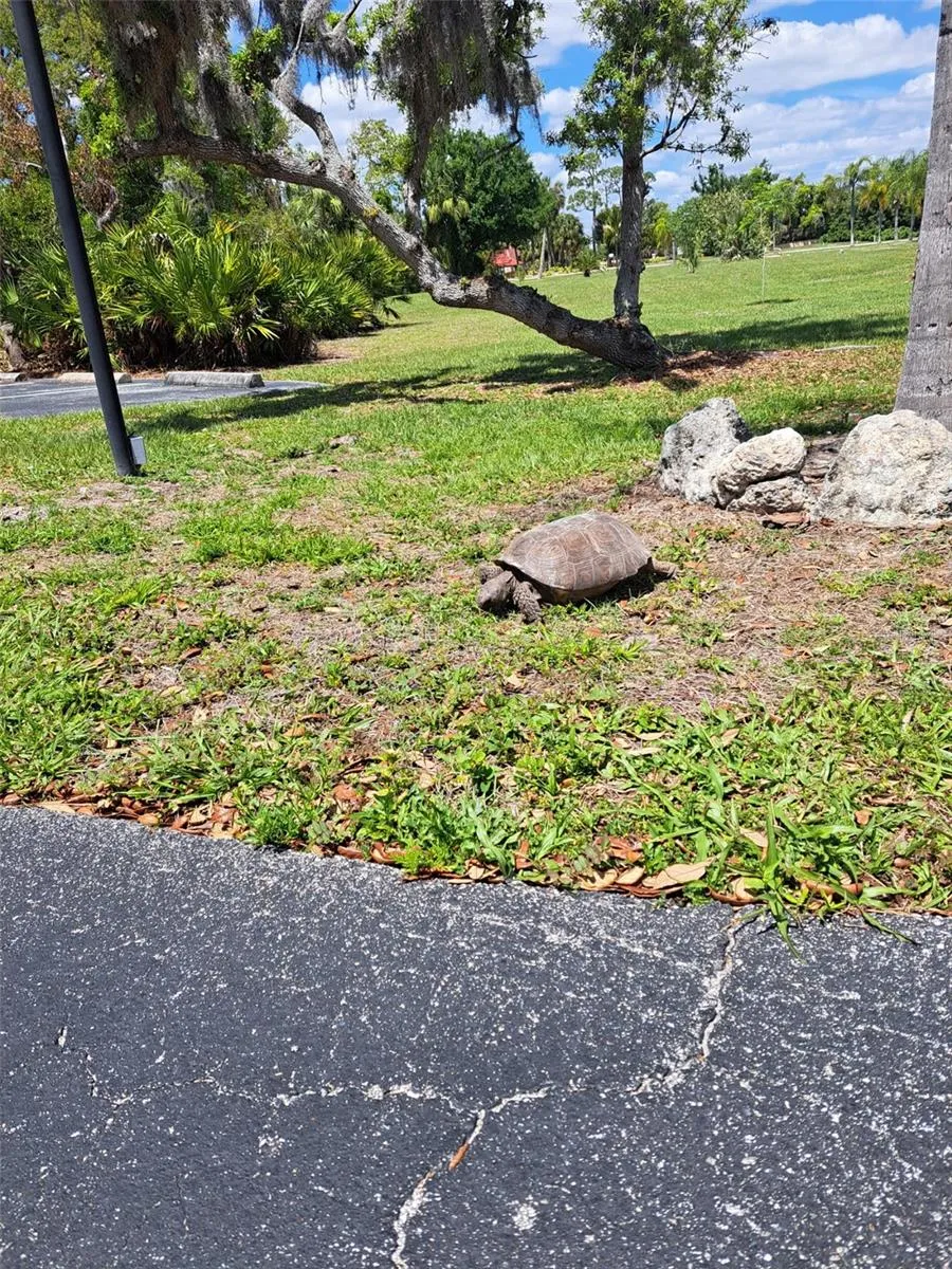 One of a few of the "locals" that live in Rolls Landing!