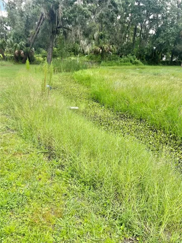 This is the edge of the pond.  You can see the PVC drain pipe leading into the side of the pond.