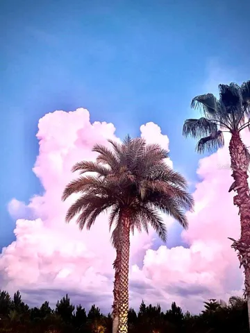 Love Palm Trees?