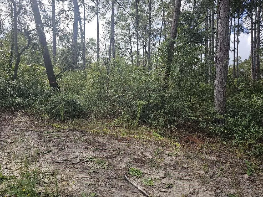 wooded property