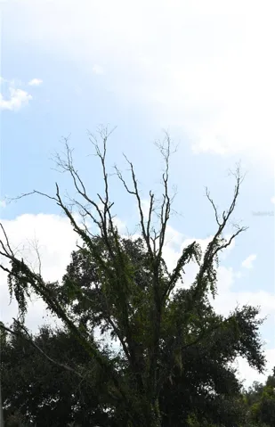 Tree in Back