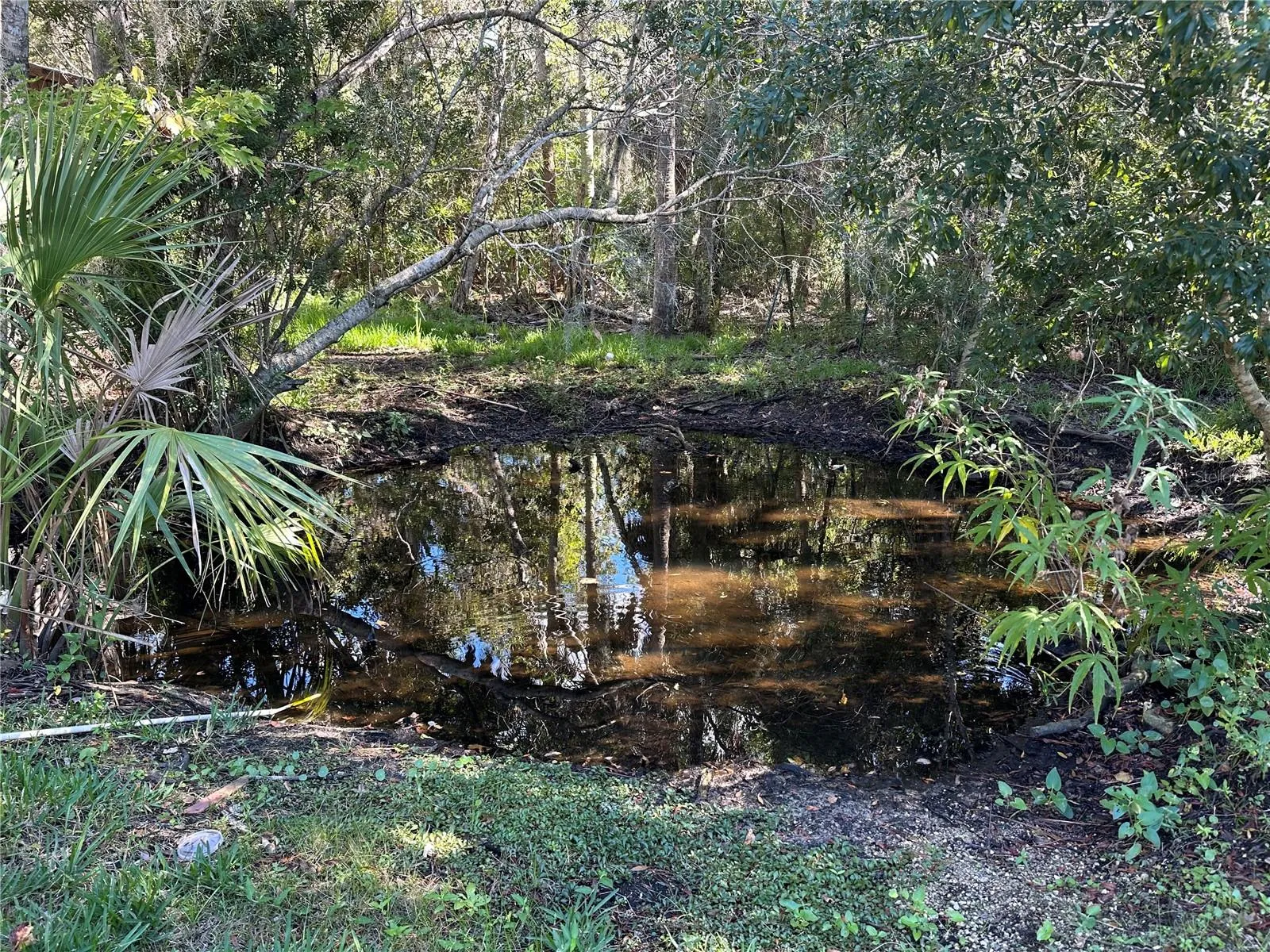 Pond