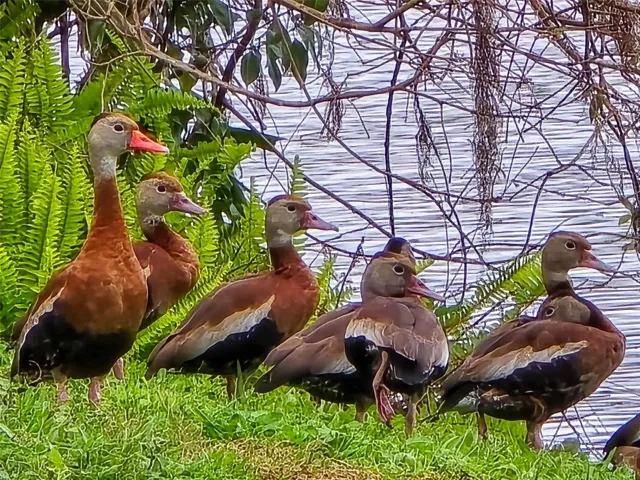 Community