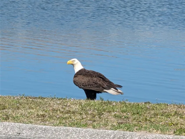 friend in community pond