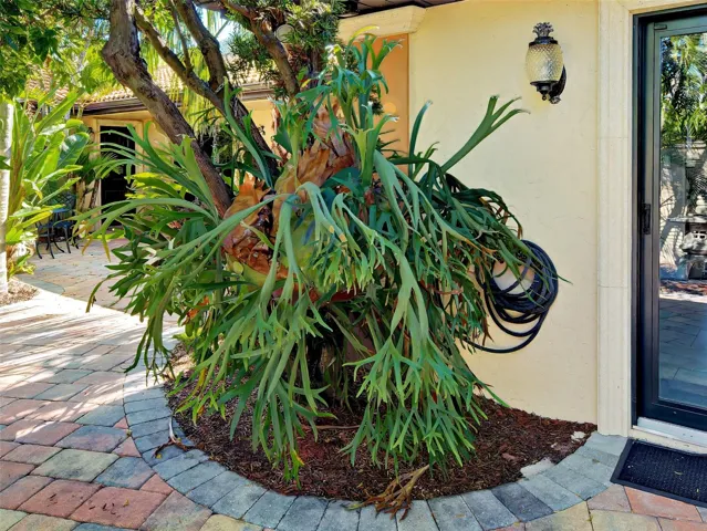 Beautiful large staghorn fern.