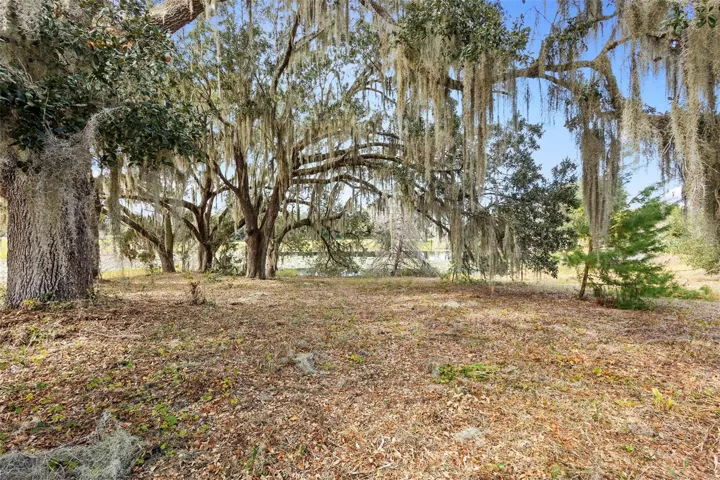 Majestic oaks