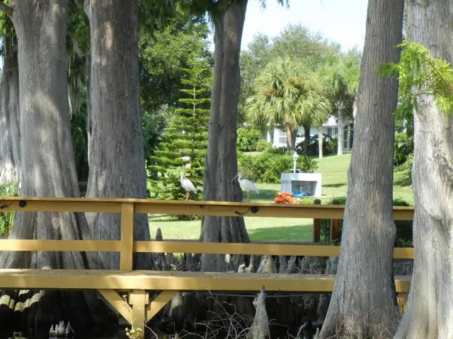 Florida Nature