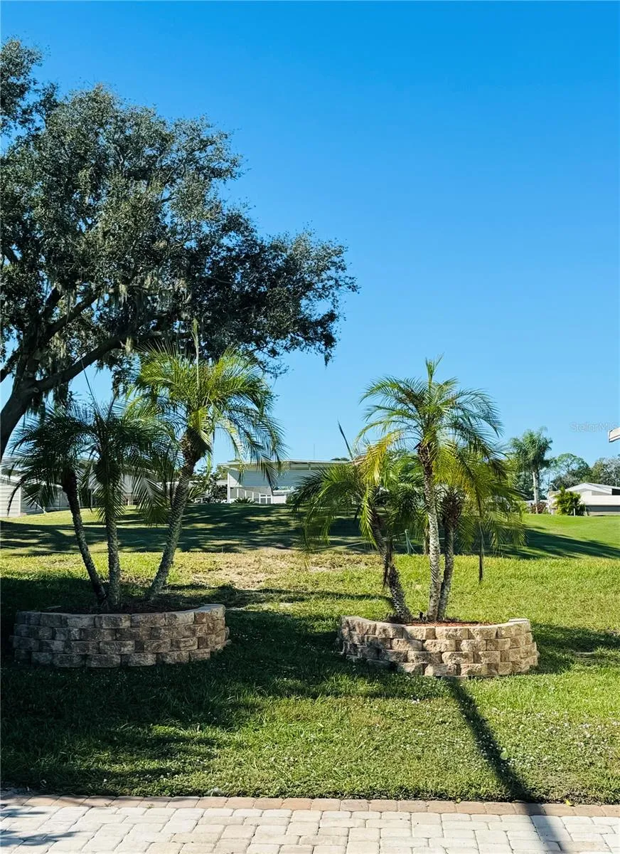 Palm Trees on the property