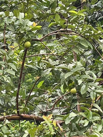Guava