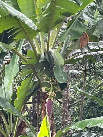 Bananas