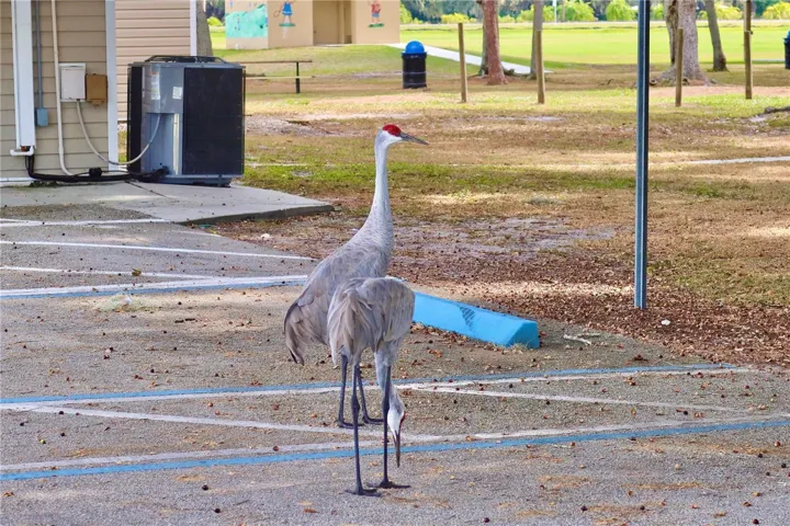 The Local SandHill Cranes want you to Schedule a Showing!