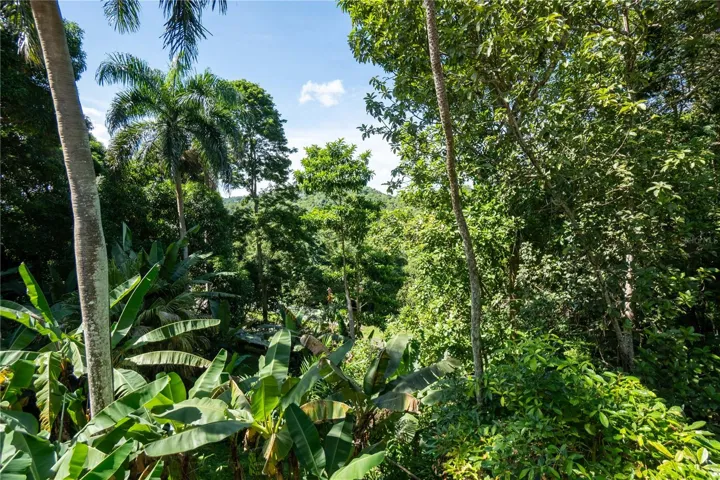 lush greenery surrounding property