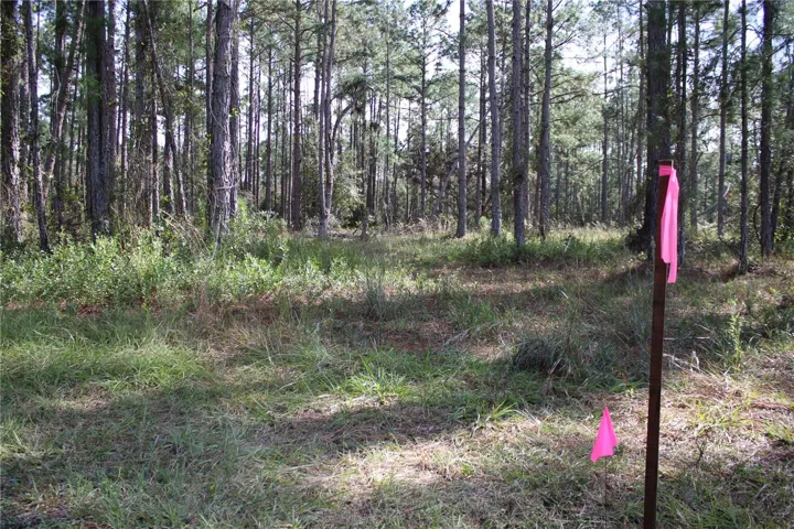 End of Property Line Pink Flag