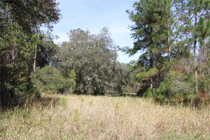 Open Field cleared of trees