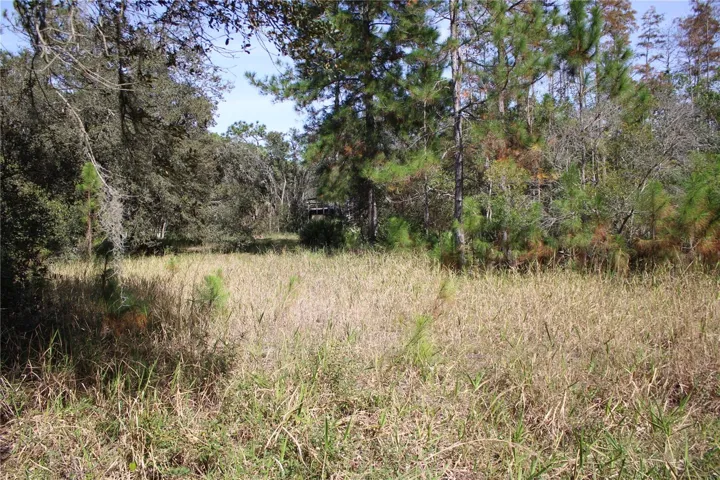 Open space cleared of Trees