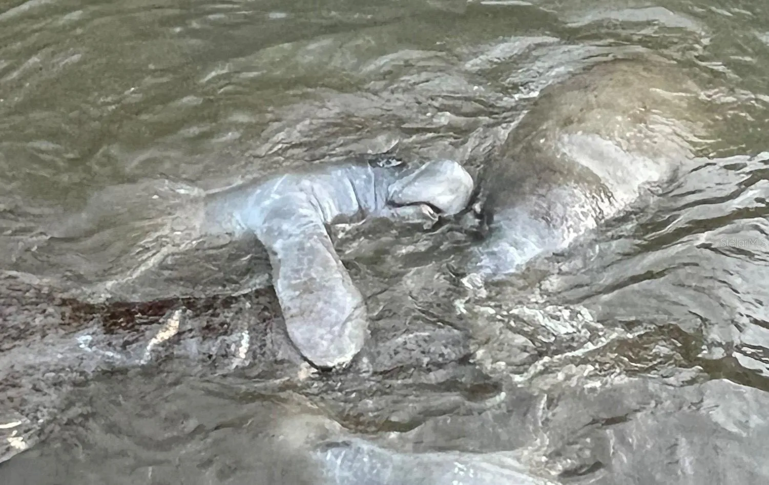 Manatees of the South Marina!