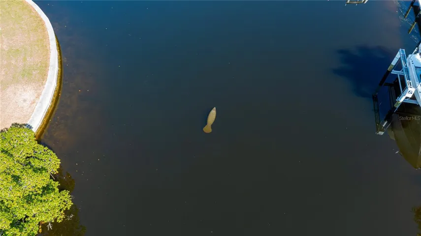 Manatee Sighting!