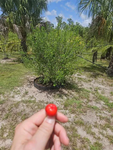 Producing fruit trees